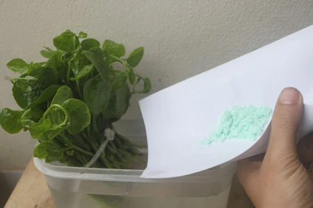 Hãi hùng thuốc 'vươn cành' làm mồng tơi dài 10cm chỉ sau 5 giờ 2