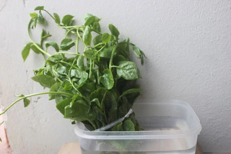 Hãi hùng thuốc 'vươn cành' làm mồng tơi dài 10cm chỉ sau 5 giờ 3