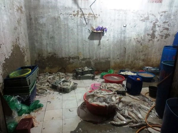 Dùng hóa chất, "phù phép" mực ươn thành tươi ngon ảnh 1 Dùng hóa chất, "phù phép" mực ươn thành tươi ngon ảnh 1