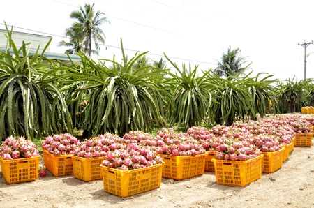 Người trồng thanh long tại đây, hiện họ đang bị thương lái ép giá vì đợt nghỉ lễ dài ngày