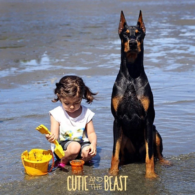 Bộ ảnh gây sốt về cô bé Sienna và chú chó Doberman ảnh 5 Bộ ảnh gây sốt về cô bé Sienna và chú chó Doberman ảnh 5