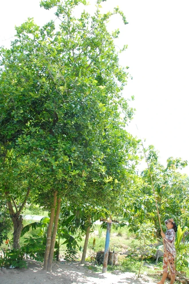 Nhập mô tả cho ảnh