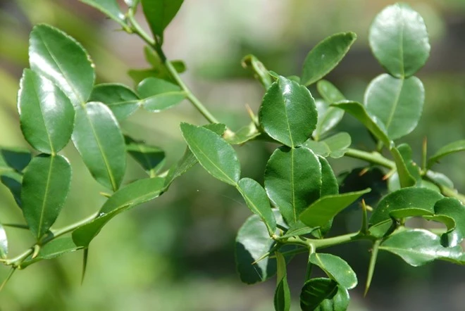 Nhập mô tả cho ảnh