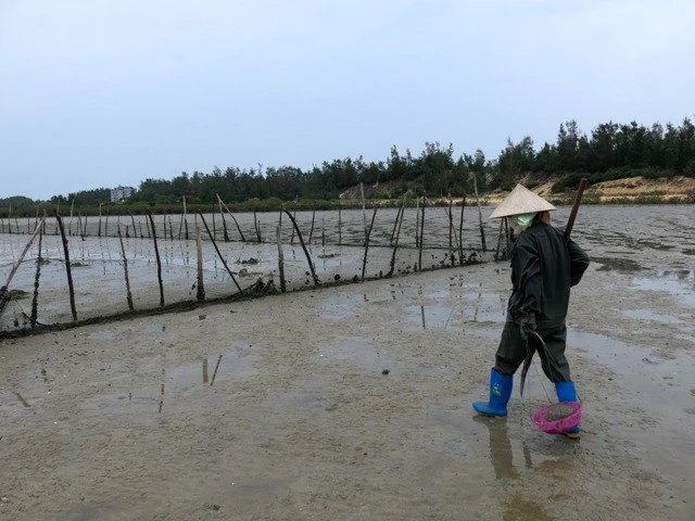 Cận cảnh "săn" giun biển giá "khủng" tại Quảng Ninh ảnh 8 Cận cảnh "săn" giun biển giá "khủng" tại Quảng Ninh ảnh 8
