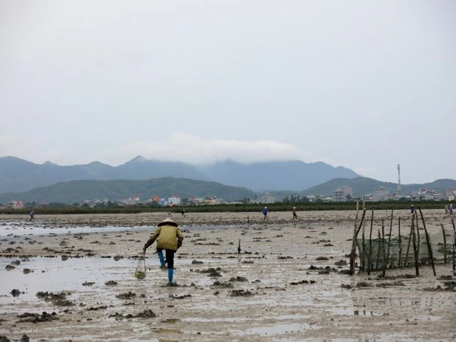 Cận cảnh "săn" giun biển giá "khủng" tại Quảng Ninh ảnh 4 Cận cảnh "săn" giun biển giá "khủng" tại Quảng Ninh ảnh 4