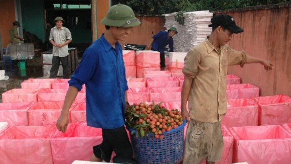 Đóng vải thiều xuất khẩu đi Trung Quốc tại Lục Ngạn, Bắc Giang