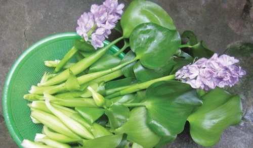 Lục bình trong ẩm thực miền Tây ảnh 1 Lục bình trong ẩm thực miền Tây ảnh 1