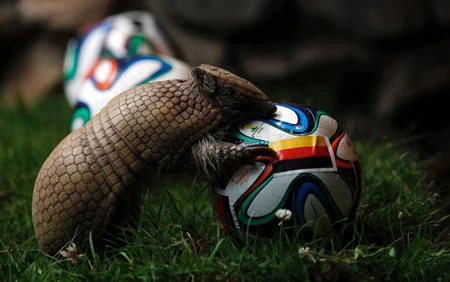 Điểm danh các tiên tri dự đoán World Cup trên khắp thế giới