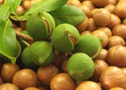 Hạt mắc ca có