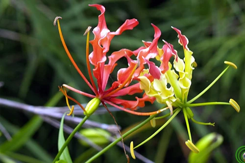 Cây Ngót nghẻoGloriosa superba.Ảnh:Phùng Mỹ Trung. Cây Ngót nghẻo - Gloriosa superba - Ảnh: Phùng Mỹ Trung