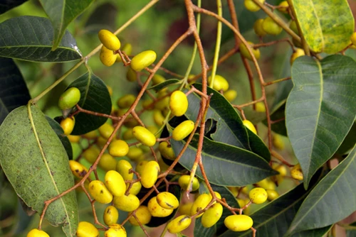 Cây sơn Rhus succedanea.Ảnh:Phùng Mỹ Trung. Cây sơn Rhus succedanea - Ảnh: Phùng Mỹ Trung