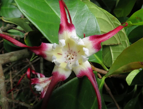 Cây sừng trâu Strophanthus caudatus. Ảnh:flickr. Cây sừng trâu Strophanthus caudatus. Ảnh: Flick.