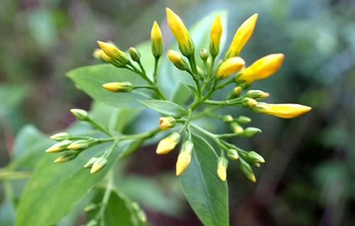 Cây lá ngón Gelsemium elegans.Ảnh:Phùng Mỹ Trung Cây lá ngónGelsemium elegans - Ảnh: Phùng Mỹ Trung