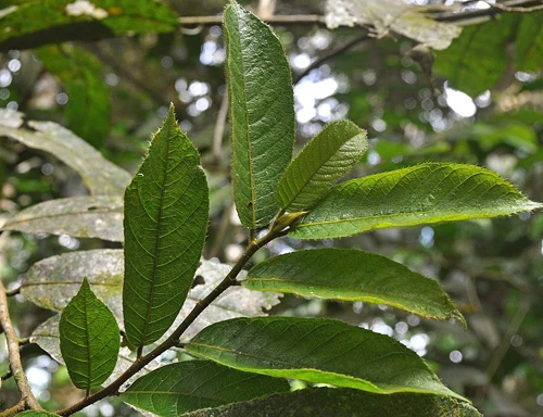 Cây suiAntiaris toxicaria. Ảnh:Wikipedia. Antiaris toxicaria. Ảnh: Wikipedia.
