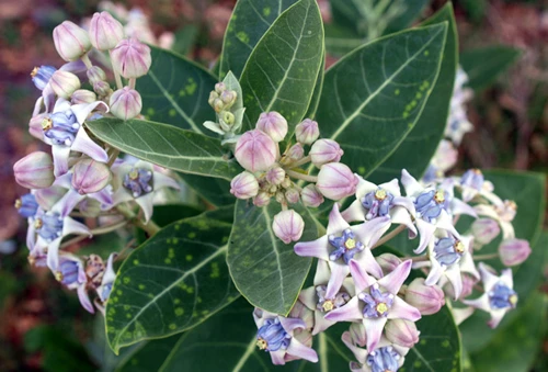 Cây bồng bồng Calotropis gigantea.Ảnh:Phùng Mỹ Trung. ây bồng bồng Calotropis gigantea - Ảnh: Phùng Mỹ Trung
