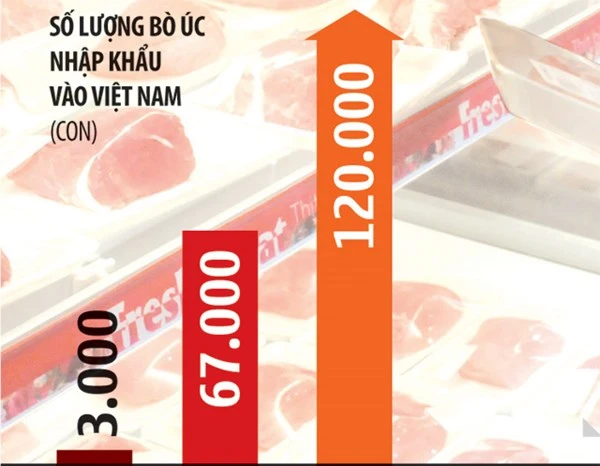 Bị bò Úc “nuốt”, bò Việt liệu chọi lại được?