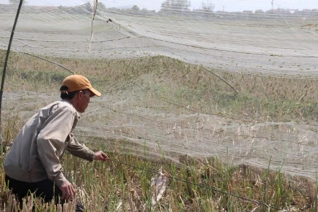Từng đàn châu chấu bị dính chặt vào lưới&nbsp;