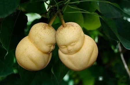 Những quả lê có hình dáng giống như những em bé