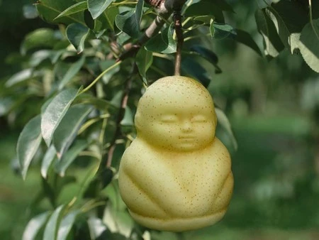 Những quả lê có hình dáng giống như những em bé