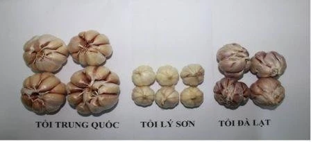 Khi cuống tỏi được bóc ra Khi cuống tỏi được bóc ra