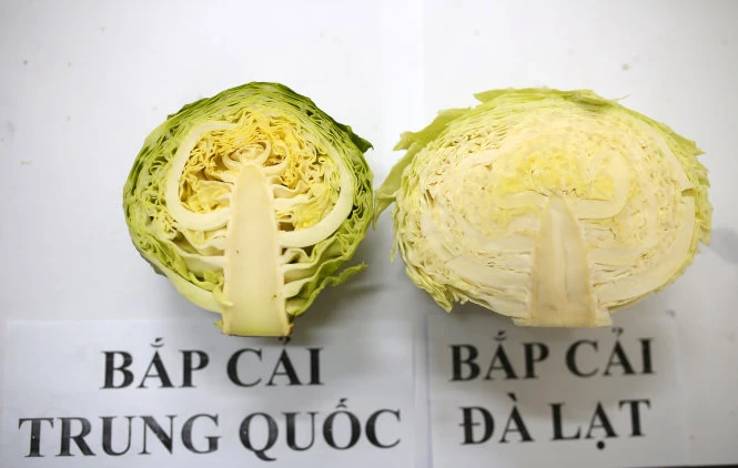 Bắp cải Trung Quốc khi cắt đôi ra các lá không bó sát vào nhau, kết cấu rất lỏng lẻo. Ảnh: MAI VINH Bắp cải Trung Quốc khi cắt đôi ra các lá không bó sát vào nhau, kết cấu rất lỏng lẻo. Ảnh: MAI VINH