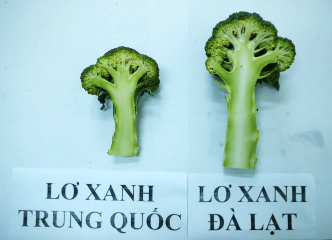 Hình dạng khi cắt ra - Ảnh: MAI VINH Hình dạng khi cắt ra - Ảnh: MAI VINH