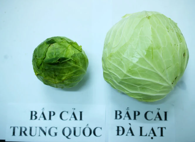 Bắp cải Trung Quốc nhỏ hơn bắp cải Đà Lạt và có trọng lương thấp. Ảnh: MAI VINH Bắp cải Trung Quốc nhỏ hơn bắp cải Đà Lạt và có trọng lương thấp. Ảnh: MAI VINH