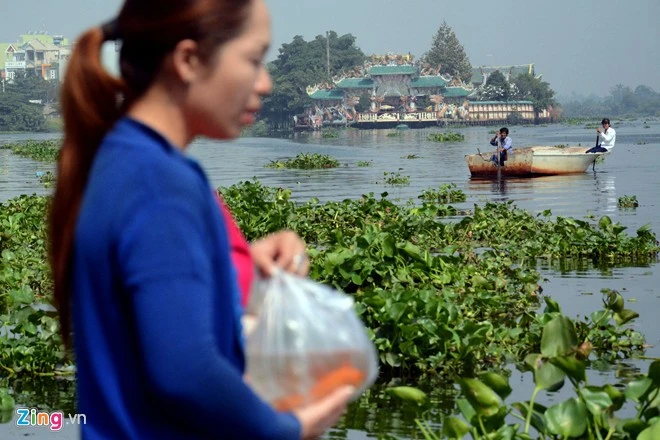 Chị An (ngụ đường Nguyễn Thái Sơn, quận Gò Vấp) đang chuẩn bị phóng sinh tại bến đò An Phú Đông trên sông Vàm Thuật, quận Gò Vấp thì phía xa hai người chích cá tiến vào. Bất lực nhìn cá chép bị chích điện khi vừa thả