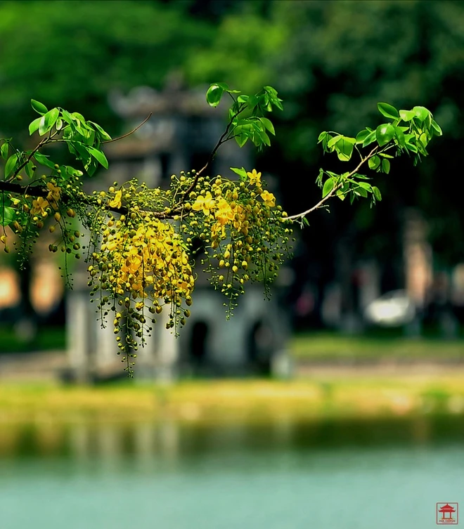 Hồ Gươm trong khoảnh khắc lạ thường ảnh 6