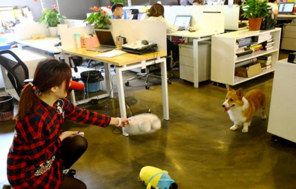 Được phép mang thú cưng đến công sở để... giảm stress ảnh 2 Được phép mang thú cưng đến công sở để... giảm stress ảnh 2
