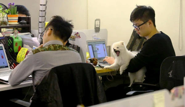 Được phép mang thú cưng đến công sở để... giảm stress ảnh 1 Được phép mang thú cưng đến công sở để... giảm stress ảnh 1