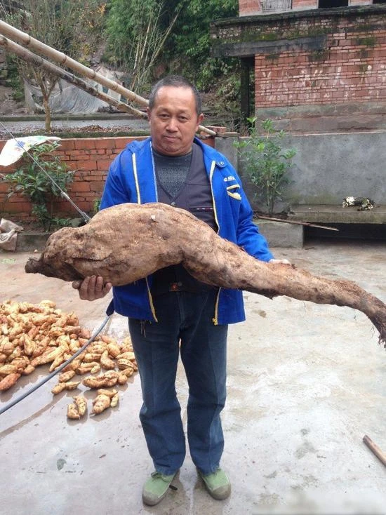 Đào được củ sắn khổng lồ có hình chân người ảnh 1 Đào được củ sắn khổng lồ có hình chân người ảnh 1
