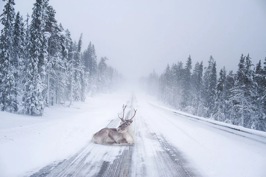 Giáng sinh ở quê hương ông già Noel ra sao? ảnh 9