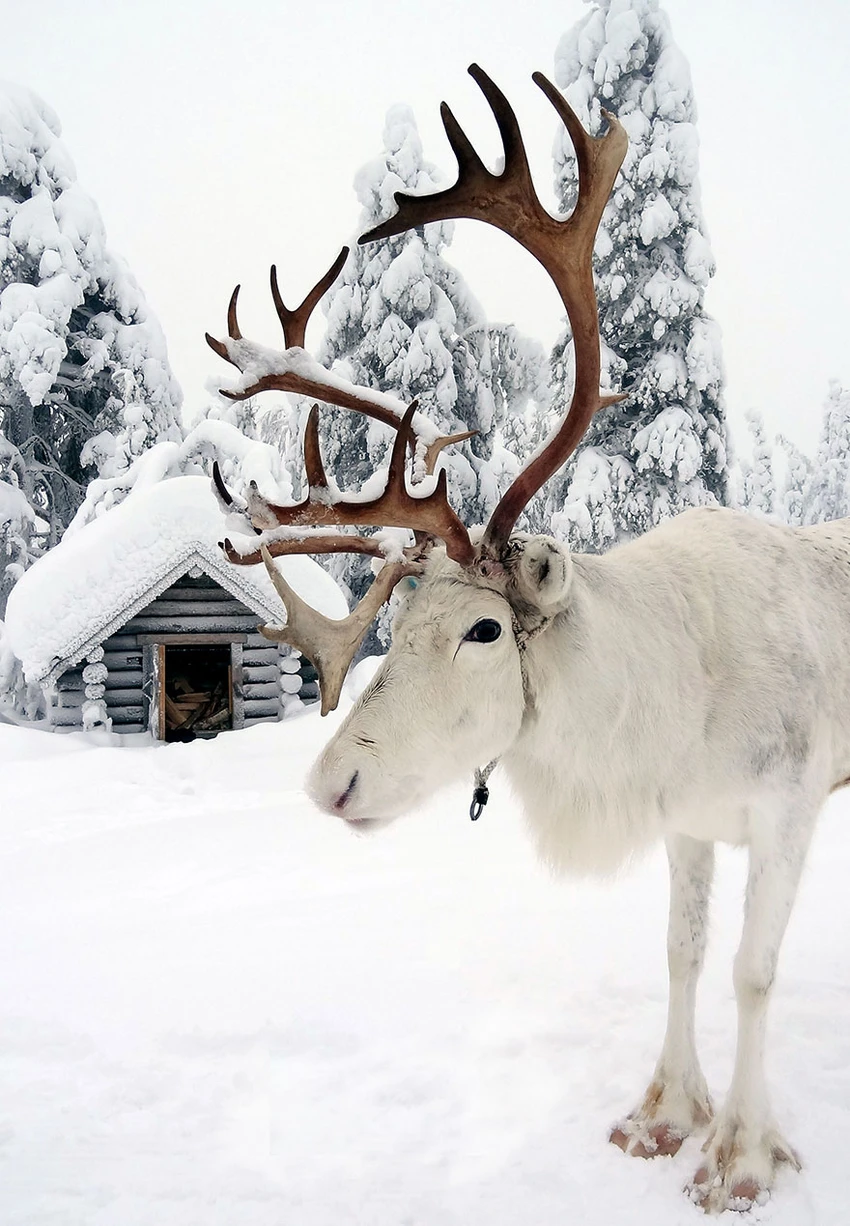 Giáng sinh ở quê hương ông già Noel ra sao? ảnh 10