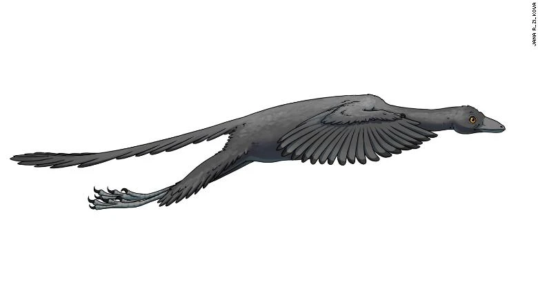 Giải mã bí ẩn loài chim cổ Archaeopteryx ảnh 3