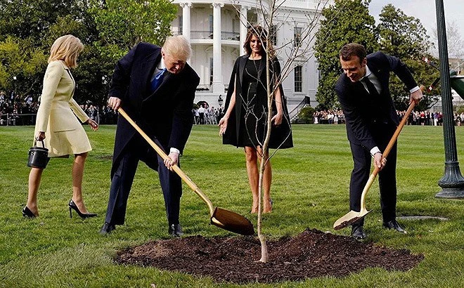 Cây sồi giao hảo ông Macron tặng ông Trump bỗng dưng biến mất ảnh 2 Cây sồi giao hảo ông Macron tặng ông Trump bỗng dưng biến mất ảnh 2