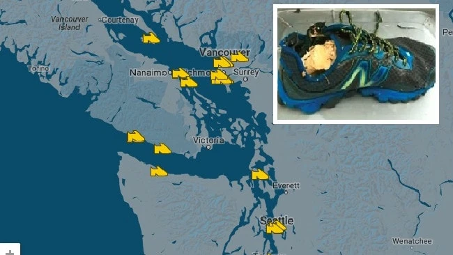 Bí ẩn hàng loạt bàn chân người dạt vào bờ biển Canada ảnh 1