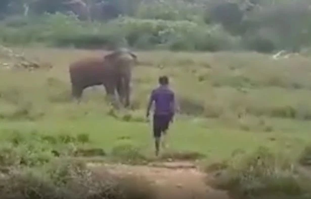 Cố thôi miên voi hoang dã, người đàn ông bị quật chết ảnh 1 Cố thôi miên voi hoang dã, người đàn ông bị quật chết ảnh 1