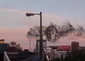 Kỳ lạ: Đàn chim bay tạo thành khuôn mặt Tổng thống Putin