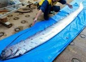 Cá mái chèo xuất hiện, dân Nhật lo có động đất, sóng thần lớn