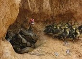 Nín thở xem hai thanh niên giải cứu đàn ngan khỏi trăn 'khủng'