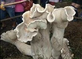 Choáng với 'nấm vua' cao gần 1 m, nặng 50 kg
