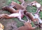 Gặp hổ, bầy khỉ chết vì nhồi máu cơ tim