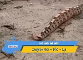 Kỳ lạ rắn độc nhất hành tinh nhìn y hệt sâu róm