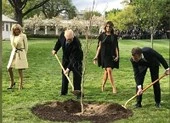 Cây sồi ông Macron tặng ông Trump 'chết trong khi kiểm dịch'