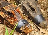 Phát hiện cá sấu màu cam sống trong hang động