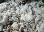 10.000 con thỏ chết 'bất đắc kỳ tử' vì tiếng pháo nhà hàng xóm