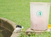 Đào tạo quạ thay người dọn rác công viên