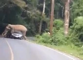 Voi điên cuồng đè bẹp ô tô, du khách hoảng sợ