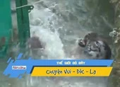 Hổ chết đuối sau khi rơi xuống sông và giải cứu bất thành